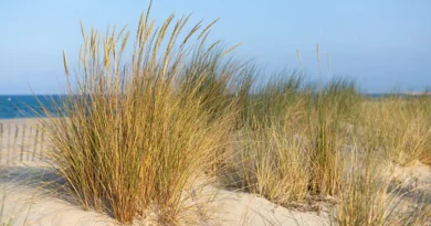 Biodiversité : L'IA pour réintroduire des espèces menacées dans des habitats adaptés