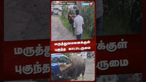 Bison s'introduit dans un hôpital à Kodaikanal