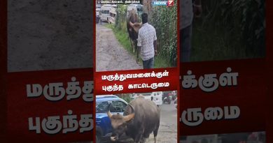 Bison s'introduit dans un hôpital à Kodaikanal