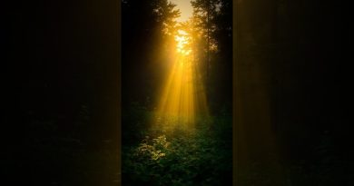 Bordeaux met fin à un projet de défrichement controversé