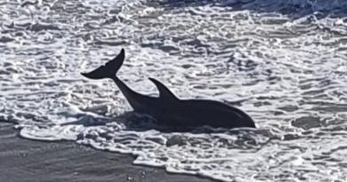 Bretagne : témoins et pompiers se mettent à l’eau pour sauver un dauphin coincé sur une plage