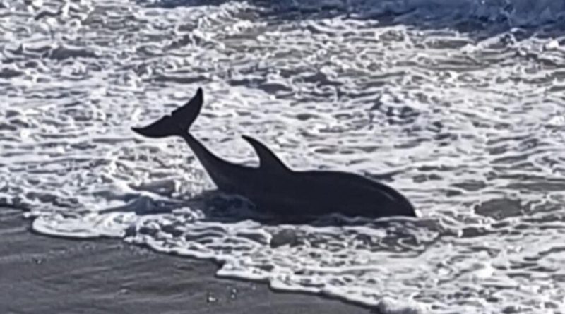 Bretagne : témoins et pompiers se mettent à l’eau pour sauver un dauphin coincé sur une plage