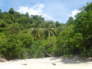 Martinique, Fort-de-France, beach, volcano, palm, rainforest, Creole, boat, island