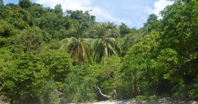 Martinique, Fort-de-France, beach, volcano, palm, rainforest, Creole, boat, island