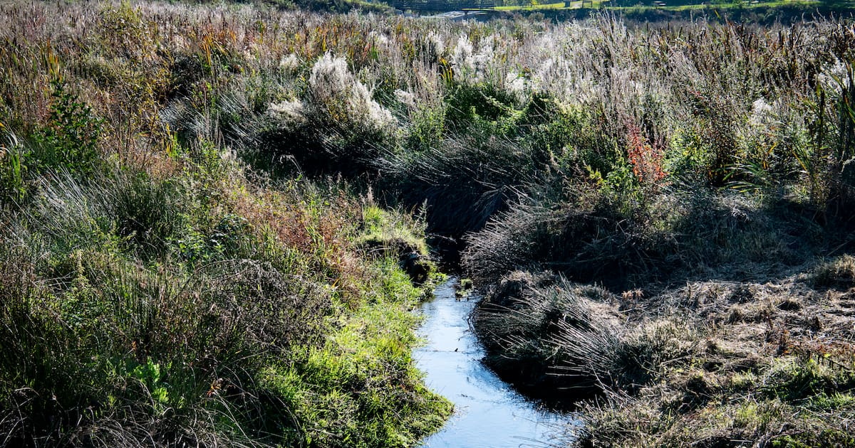 «Les étangs, symbole de l'identité locale en Bretagne, au cœur d'un vif débat»