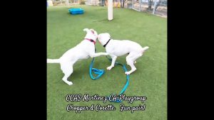 CCAS Martinez CA : Duo amusant Chopper & Cosette !