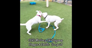 CCAS Martinez CA : Duo amusant Chopper & Cosette !