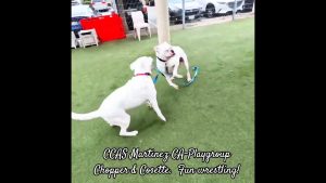 CCAS Martinez : Chopper & Cosette, lutte amusante !