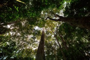 COP30 au Brésil : L'Amazonie comme levier pour des solutions basées sur la nature