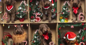 Calendrier de l’Avent : chiens, sextoys, protéines en poudre… l’ouverture de cases déçoit