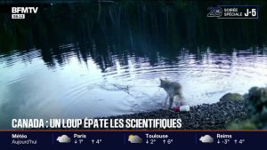 Canada: un loup sidère les scientifiques en remontant un piège à crabes pour se nourrir