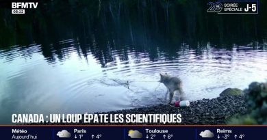 Canada: un loup sidère les scientifiques en remontant un piège à crabes pour se nourrir