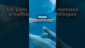 Canada : un parc aquatique envisage d'euthanasier 30 bélugas