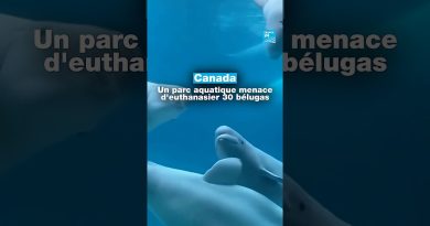 Canada : un parc aquatique envisage d'euthanasier 30 bélugas