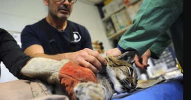 Ce centre de soins qui lutte pour protéger le lynx