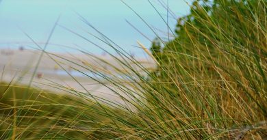Hauts-de-France, Lille, Amiens, beach, cliffs, cathedral, mining, landscape, village