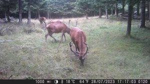 Cerf : Frottis et leurs impacts