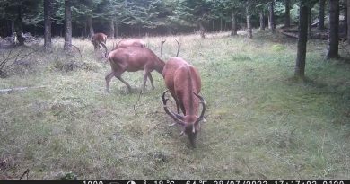 Cerf : Frottis et leurs impacts