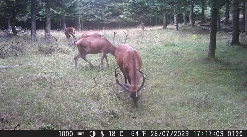 Cerf : Frottis et leurs impacts