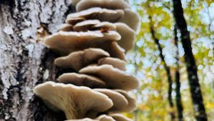 Ces champignons sur le tronc qui annoncent la mort de l’arbre - ICI