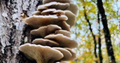 Ces champignons sur le tronc qui annoncent la mort de l’arbre - ICI