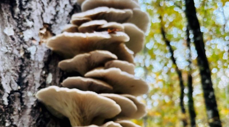 Ces champignons sur le tronc qui annoncent la mort de l’arbre - ICI