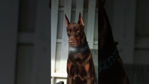 Ces chiens, des experts en sécurité à domicile !