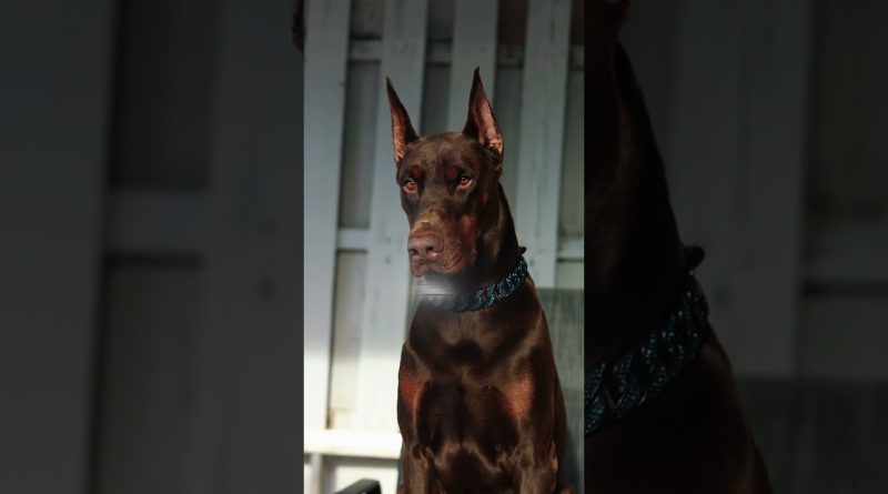 Ces chiens, des experts en sécurité à domicile !