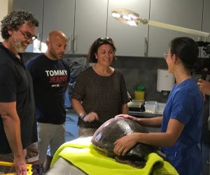 Cétacés : L'Association Recherche Insulaire (CARI) pour la préservation des espèces marines