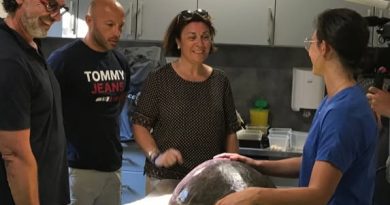 Cétacés : L'Association Recherche Insulaire (CARI) pour la préservation des espèces marines