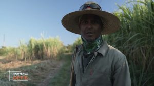 Charrette-bœuf : un patrimoine réunionnais au service du tourisme durable