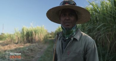 Charrette-bœuf : un patrimoine réunionnais au service du tourisme durable