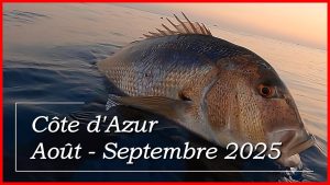 Chasse sous-marine Côte d'Azur : Denti et Pélamide en 2025