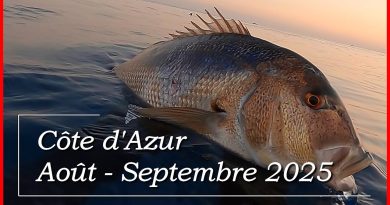 Chasse sous-marine Côte d'Azur : Denti et Pélamide en 2025