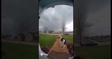 Chien aspiré par une tornade : un moment tragique 💔