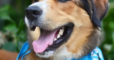 Chiens de travail : ces chiens qui exercent des métiers indispensables