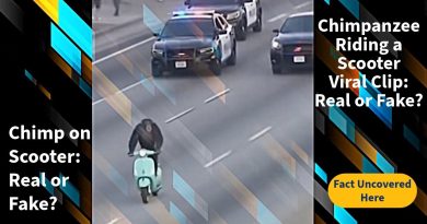 Chimpanzé sur trottinette : vrai ou faux ?