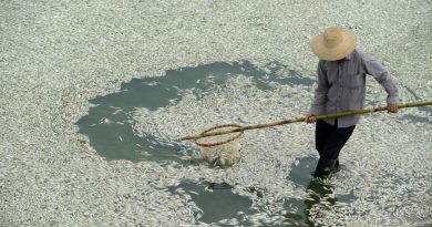 Chine: une ruée vers l'or dans le Hubei pollue les rivières et assèche les nappes phréatiques