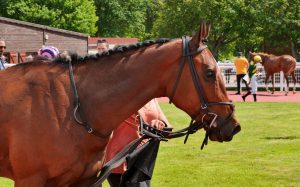 Clôture en beauté de la saison hippique à Châteaubriant