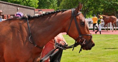 Clôture en beauté de la saison hippique à Châteaubriant