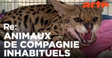 Cohabitation avec la faune sauvage : un reportage ARTE