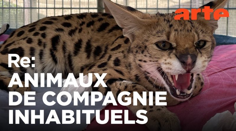 Cohabitation avec la faune sauvage : un reportage ARTE