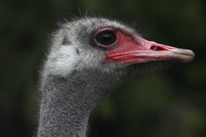 Colombie-Britannique | L’ACIA a débuté l’abattage des autruches exposées à la grippe aviaire