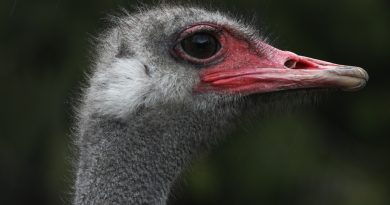 Colombie-Britannique | L’ACIA a débuté l’abattage des autruches exposées à la grippe aviaire