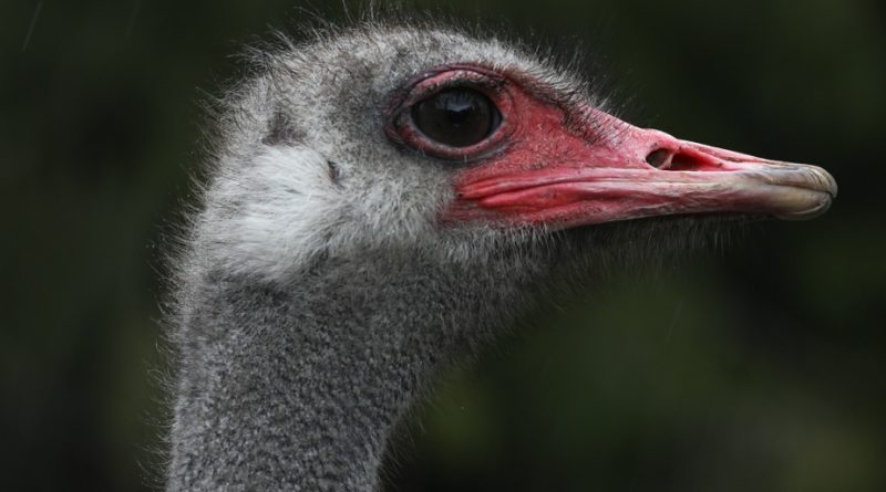 Colombie-Britannique | L’ACIA a débuté l’abattage des autruches exposées à la grippe aviaire