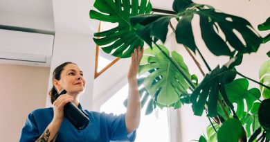 Comment apporter de l’humidité au quotidien à nos plantes d’intérieur ? - ICI
