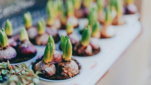 Comment faire fleurir des bulbes en intérieur ? - ICI