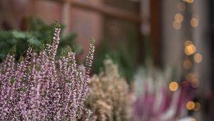 Comment garder des couleurs vives sur vos balcons cet automne ? - ICI