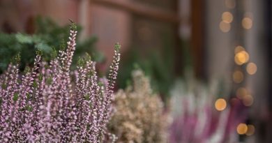 Comment garder des couleurs vives sur vos balcons cet automne ? - ICI