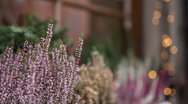 Comment garder des couleurs vives sur vos balcons cet automne ? - ICI